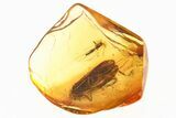 Detailed Fossil Caddisfly and True Midge In Baltic Amber #300725-1